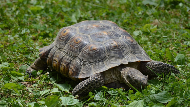 乌龟不吃食趴缸是什么原因,乌龟现在不吃食是什么原因