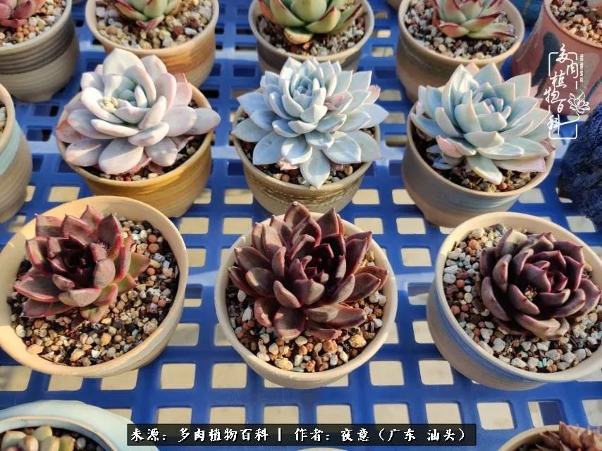 广东春天多肉图片大全,这个季节的多肉状态是最美的