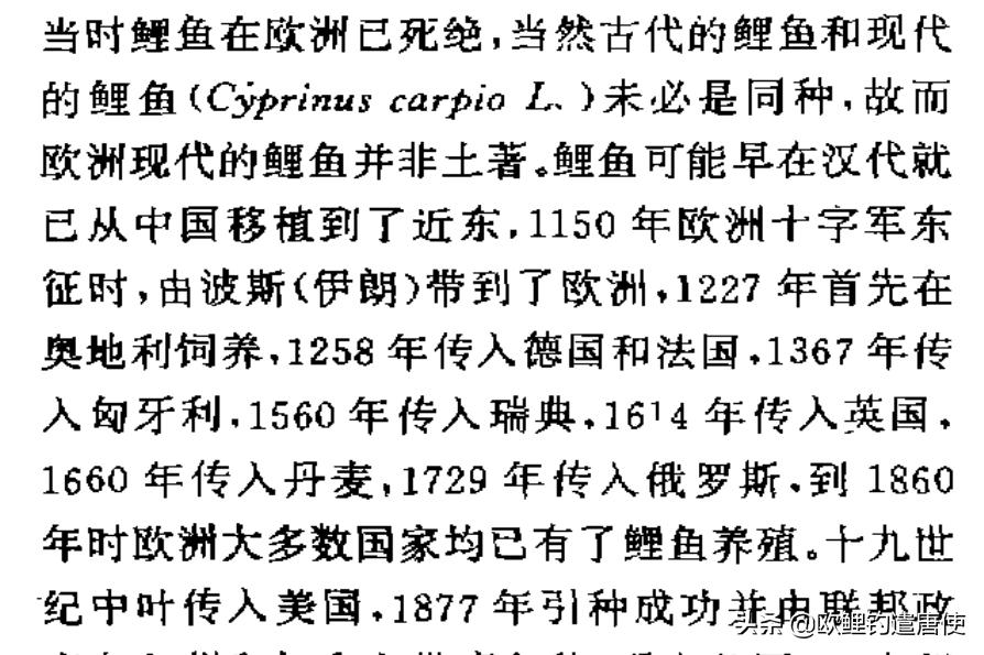 欧鲤钓必须用弯背钩吗,欧鲤钓真的那么厉害吗