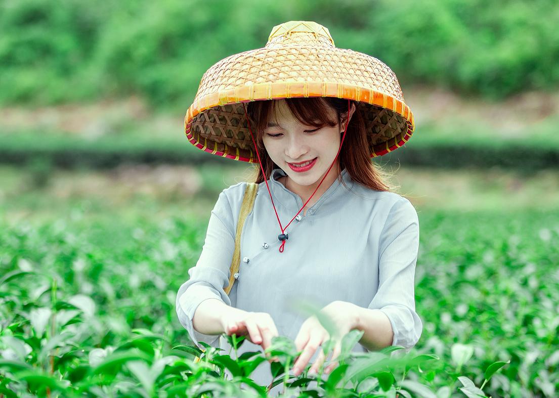 横坑五指嶂,横坑五指嶂云雾茶团购