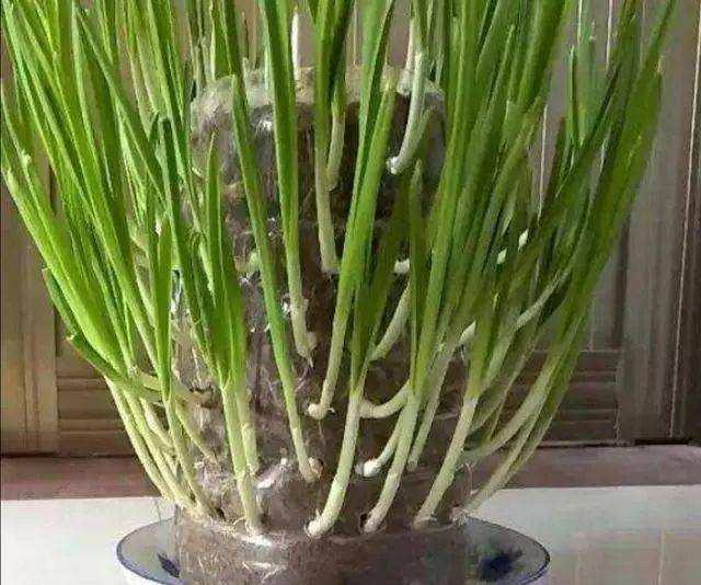 大塑料桶变废为宝种菜,阳台种菜塑料瓶变废为宝