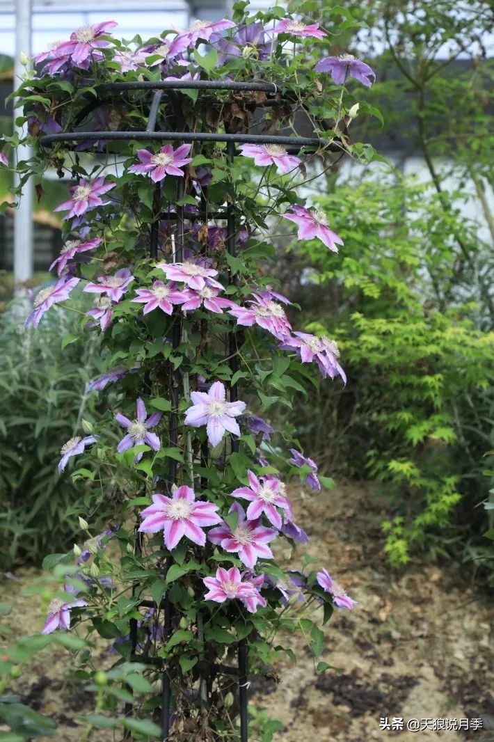 铁线莲折扣,铁线莲哪款值得入手