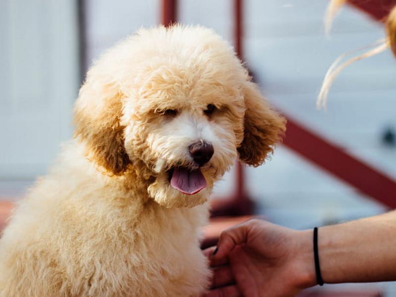 泰迪生了小狗抑郁,泰迪得了皮肤病什么样子