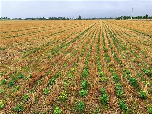 首钢尾气制乙醇,首钢合成蛋白价格有优势吗
