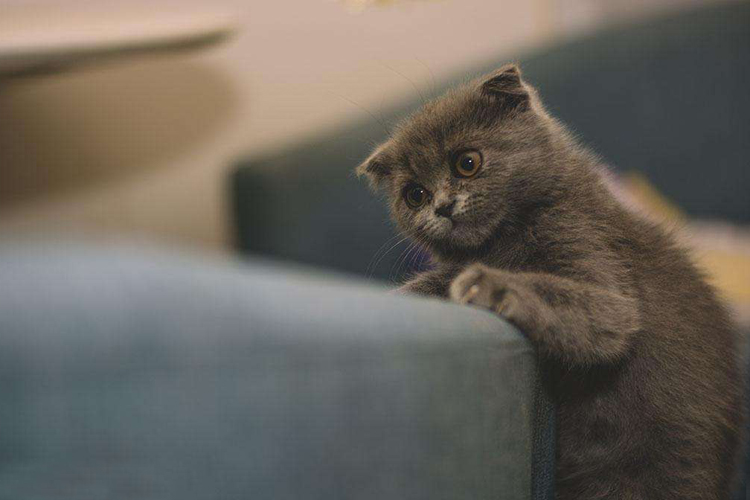 猫咪食欲不振怎么办豆瓣,猫咪食欲不振越来越瘦吃什么药