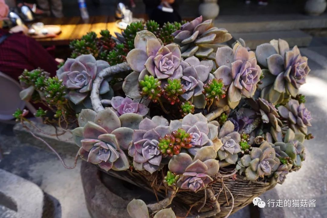 去大理旅行带什么吃的方便些,大理旅游必吃攻略