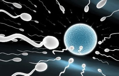 精子的游动速度是多少,精子是怎么新陈代谢的