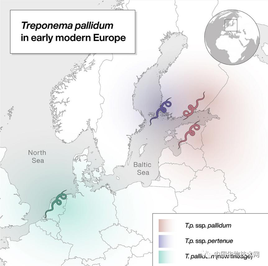 都怪哥伦布？古代细菌基因组揭示“梅毒起源”的新线索