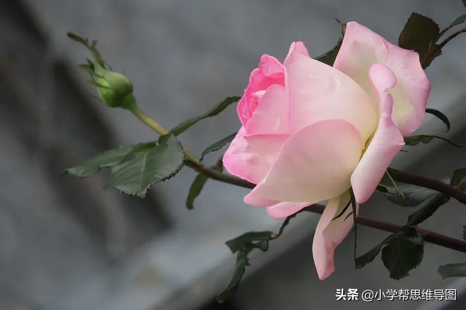 我最喜欢的一本书作文讲解,我最喜欢的一本大书优秀范文