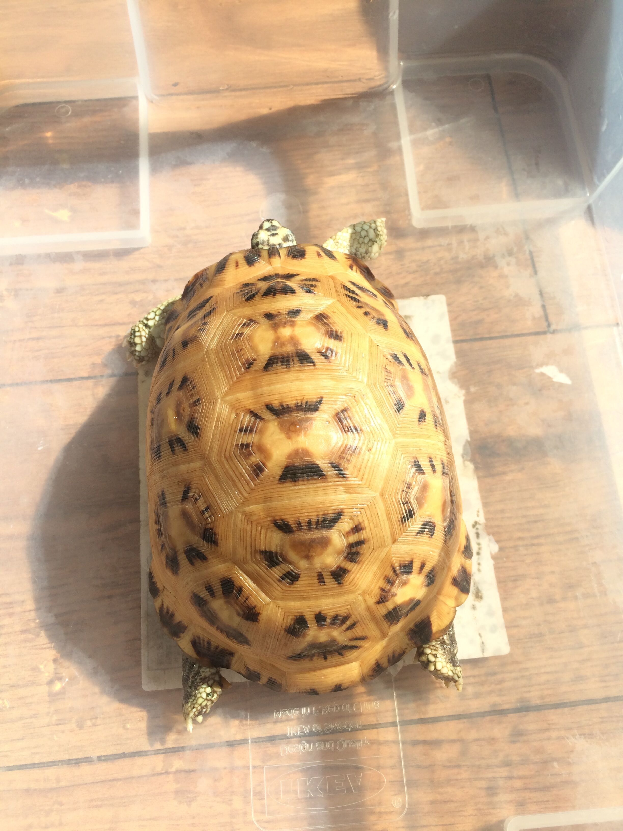 各种龟类图片大全大图,龟类展示会