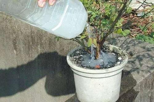 花盆里蚂蚁用什么药消灭最彻底,花盆里蚂蚁蚯蚓蜗牛怎么消灭