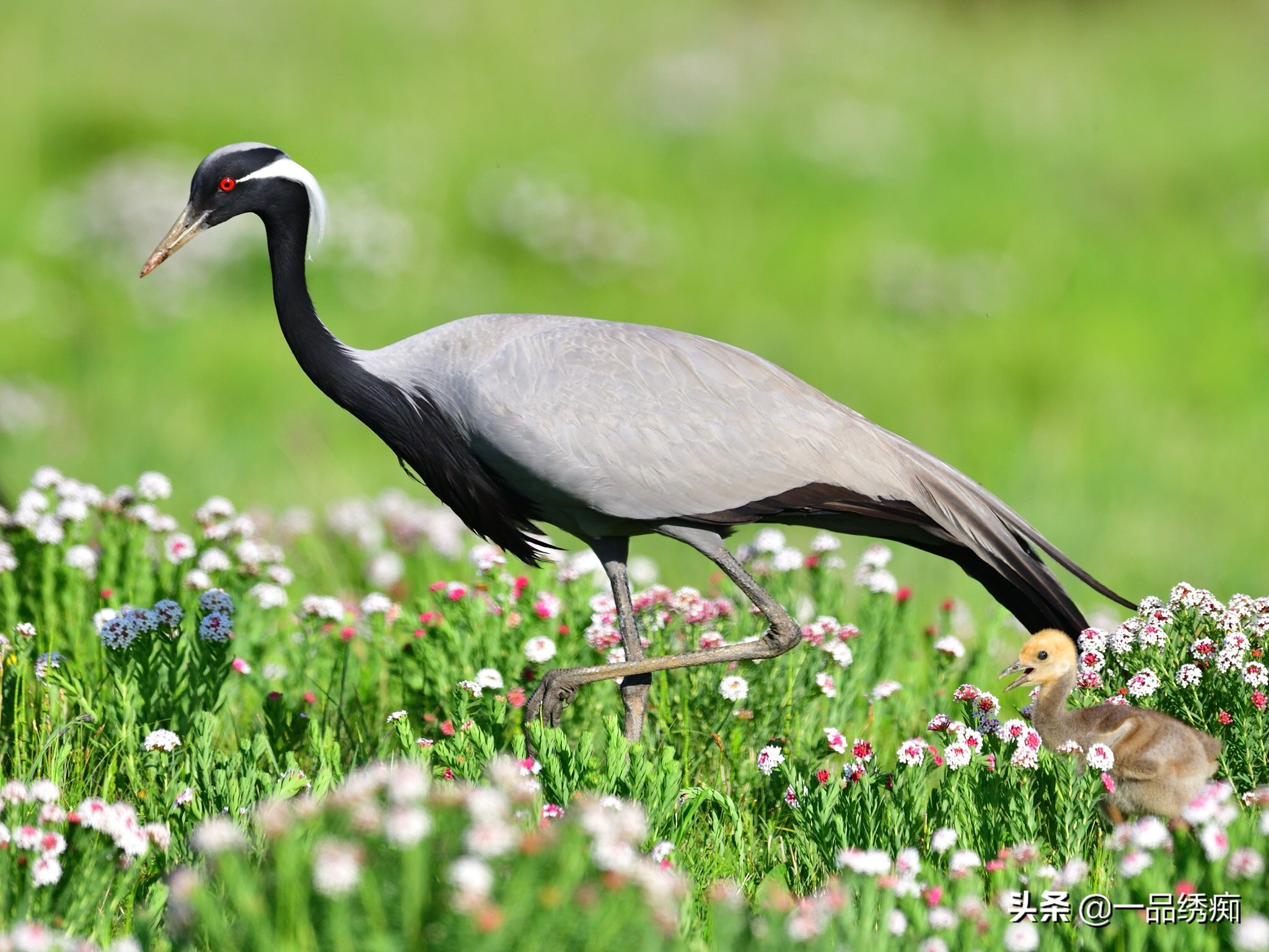 鸟类名字生僻字,带有鸟字的生僻字