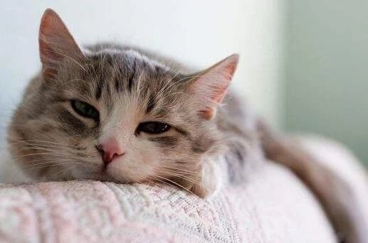 猫咪呕吐到底咋回事?掌握这几点你就知道该怎么做