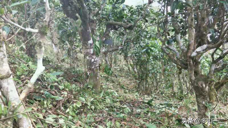 古六大茶山茶叶的特点,古六大茶山及茶的特点