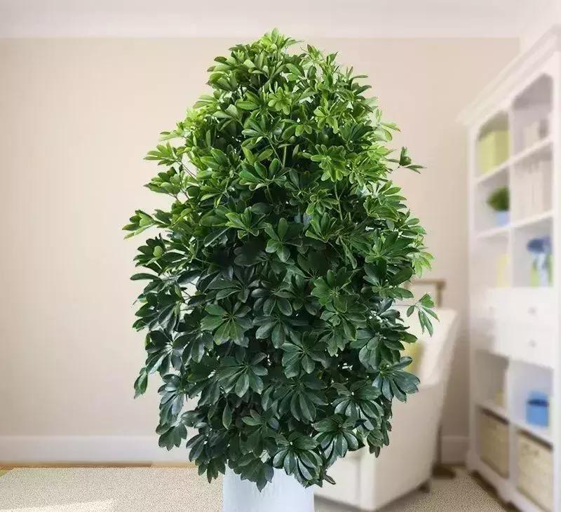 什么花吸甲醛油烟,能吸甲醛油烟的20种植物家家必养