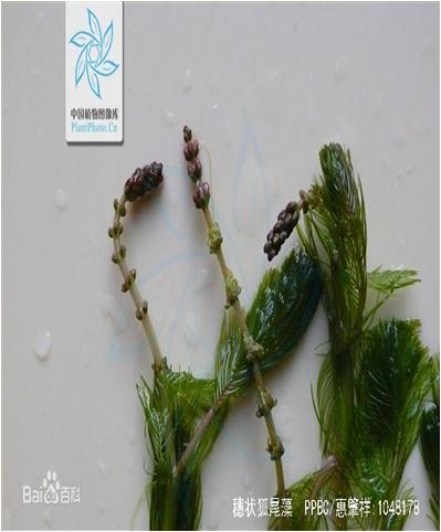 水草常见问题,常见鱼缸水草