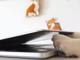 养狗人都要知道的省钱小妙招,月薪3000养狗省钱秘籍