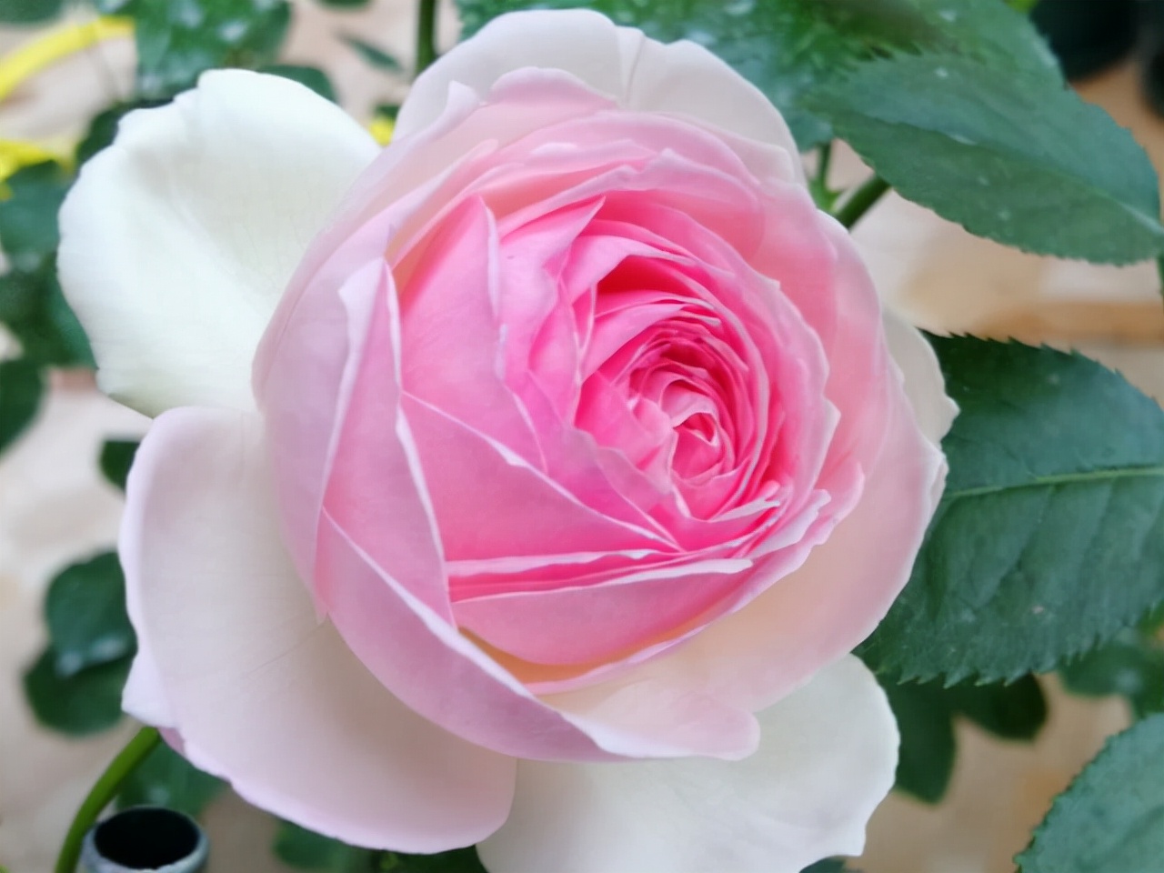 最优秀的几款藤本月季,值得入手的十大月季