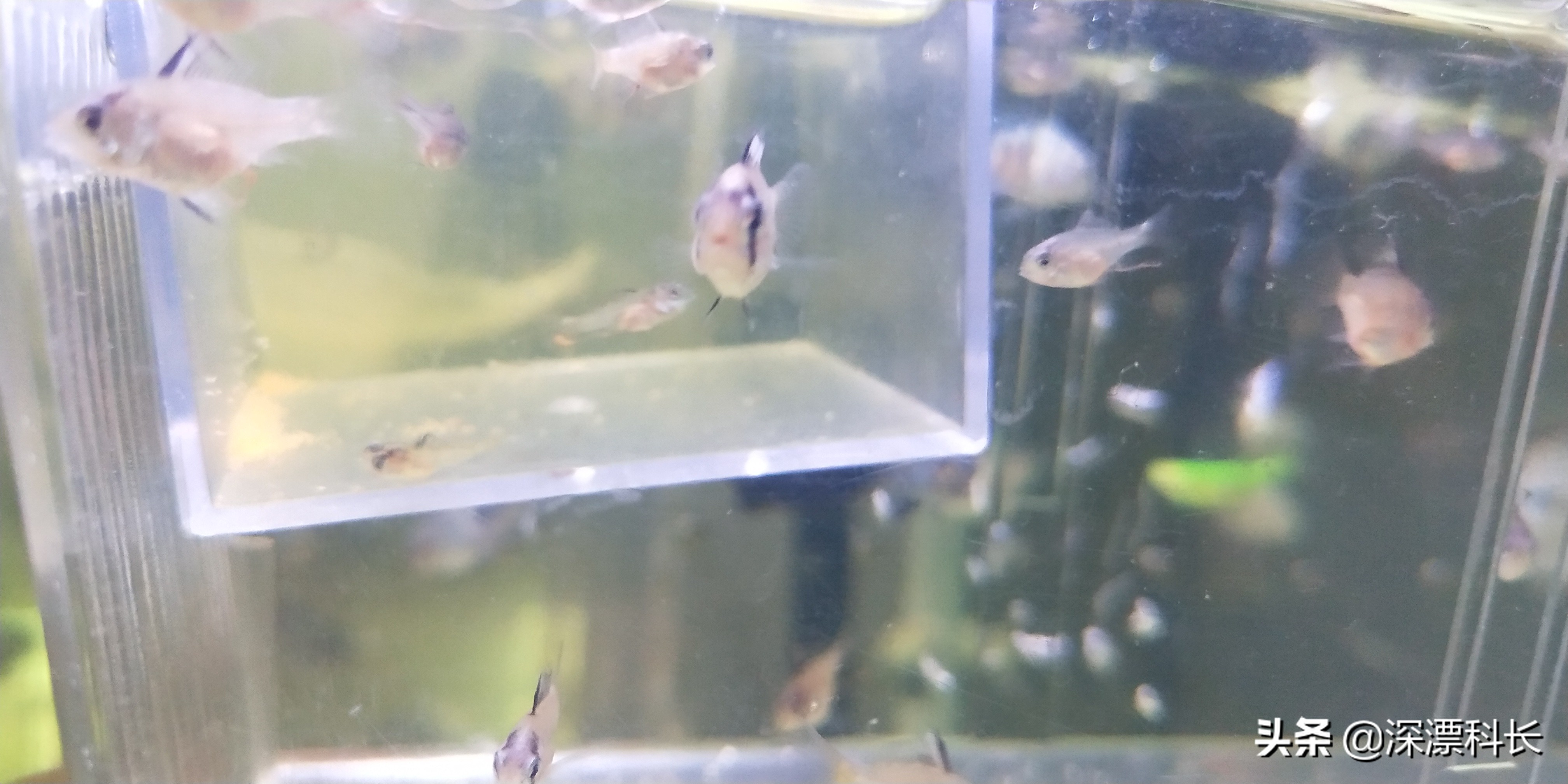 荷兰凤凰球和金波子哪个好养,金波子荷兰凤凰