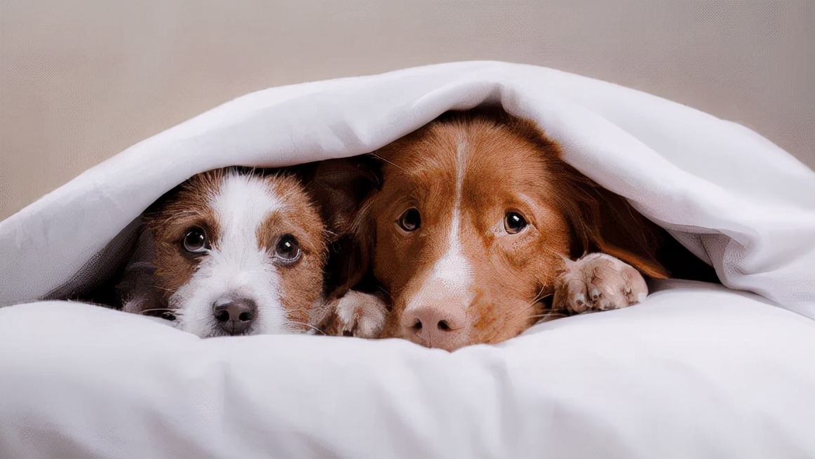 宠物问诊量,宠物问诊项目