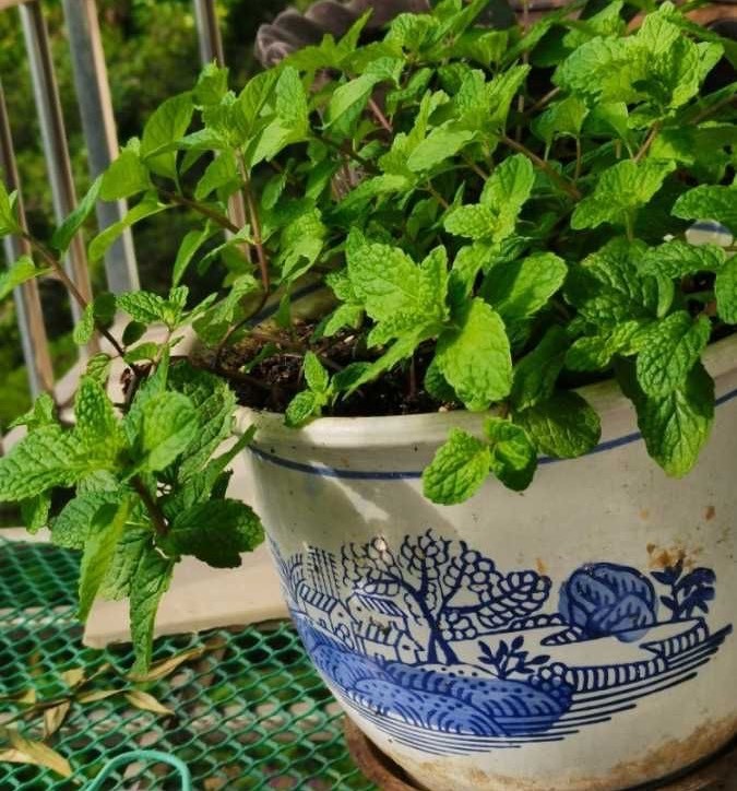 邻居盆栽多蚊虫怎么办呢,邻居养花滋生蚊虫怎么解决