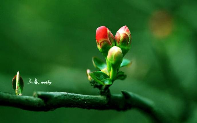 「原创诗词」翟克江|独有红梅俏迎风报早春