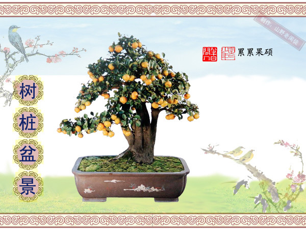 鏍戞々鐩嗘櫙楂樻竻鍥剧墖,姒旀鐩嗘櫙鏍戞々