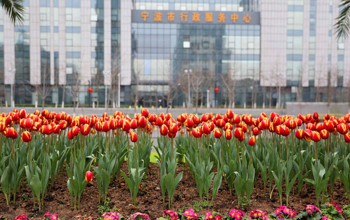 宁波现在哪里可以看郁金香,宁波郁金香在什么地方