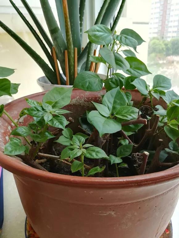 一根枝条插土里怎么生根,下山老桩扦插生根最快方法