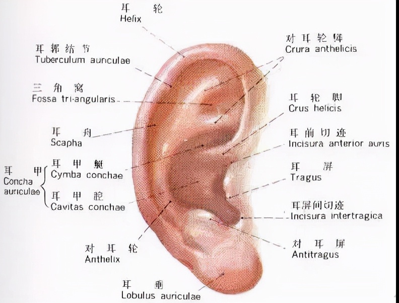 招风耳特征,招风耳招财什么意思
