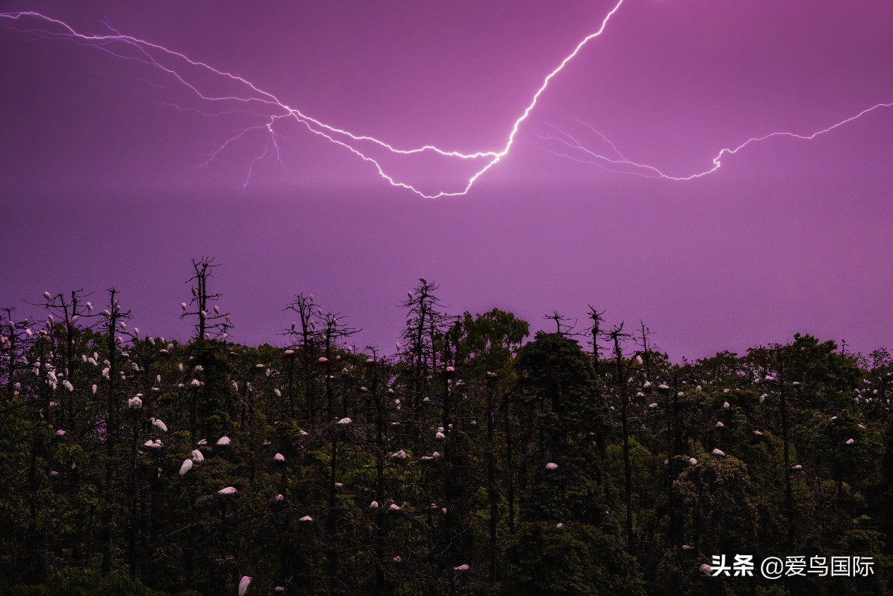 鸟类图片大全大图观赏,鸟类照片合集