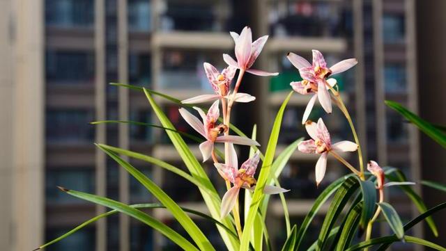 春节寓意最好的花,春节必买的5种花