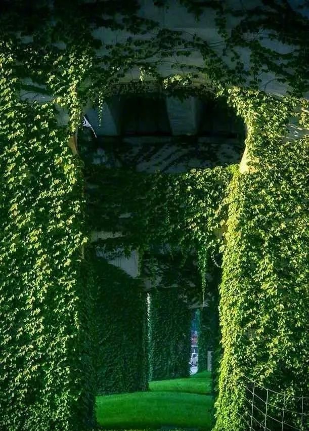 成都二环绿化,成都二环绿植视频