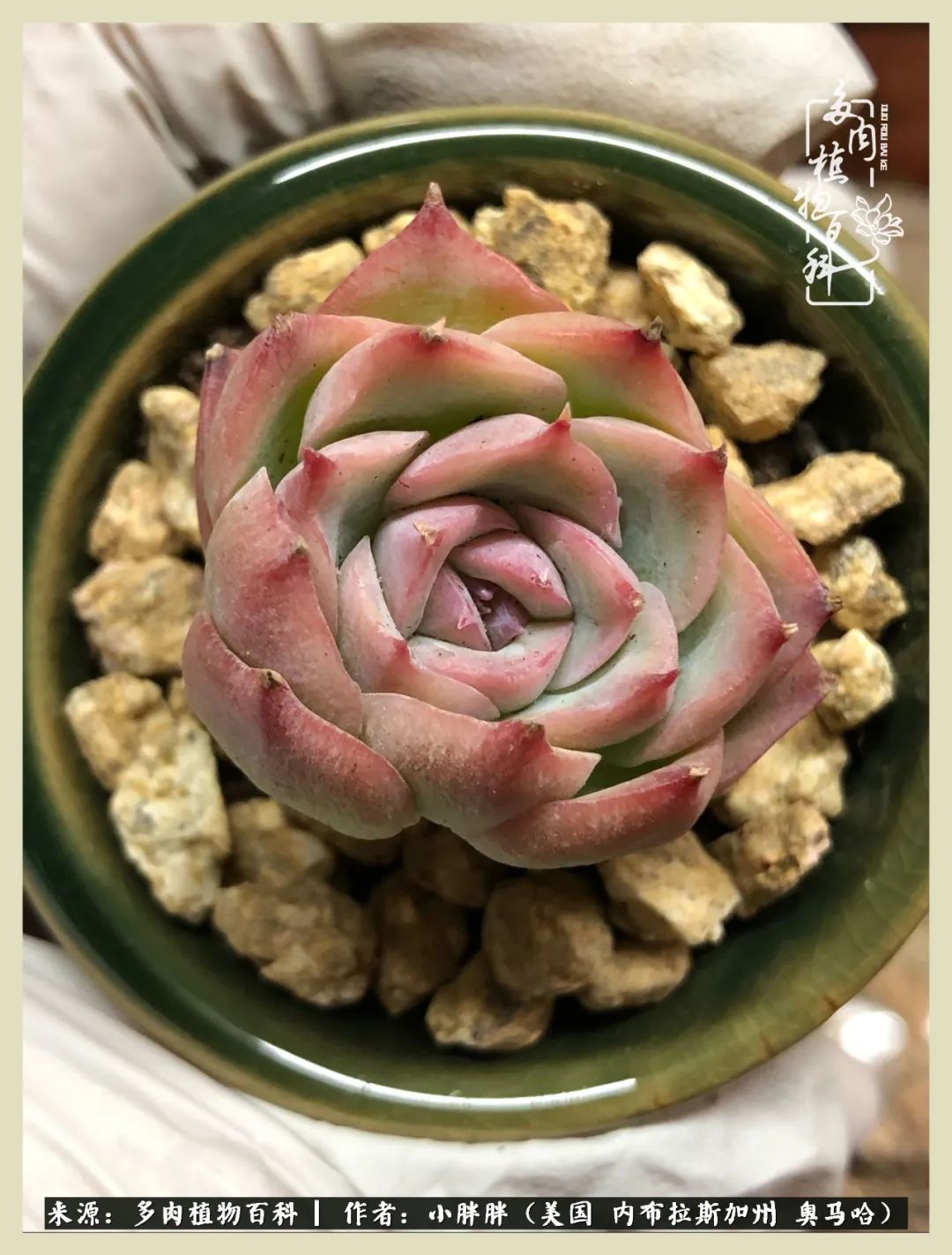 多肉小白入坑攻略,多肉中的鄙视链