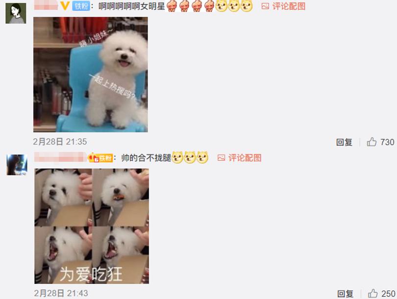 李佳琦的狗怎么火的,李佳琦的狗never