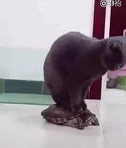 如何把放屁说的优雅,怎么样才能放一个安静的屁