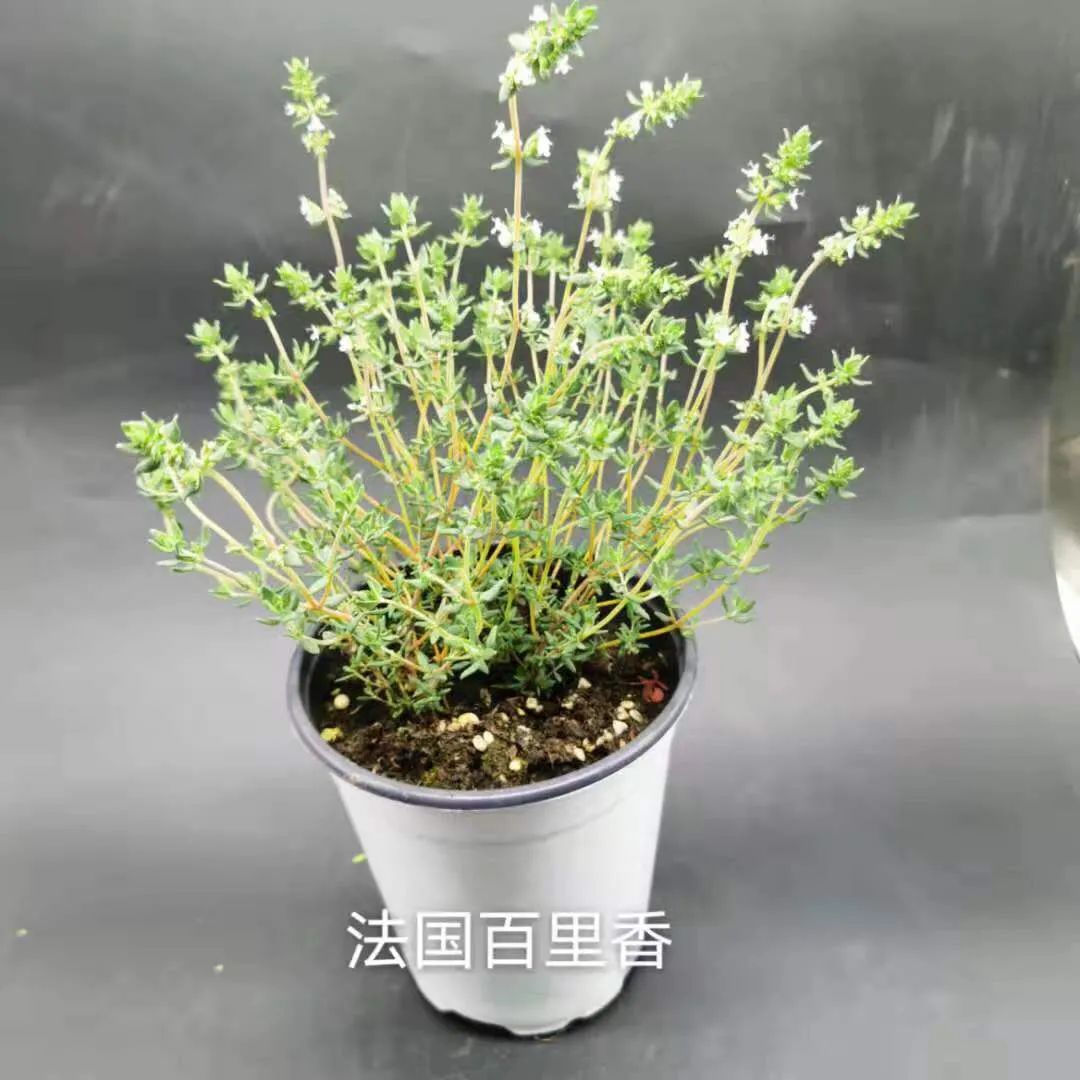 观花草本植物推荐,最具观赏性的观叶植物
