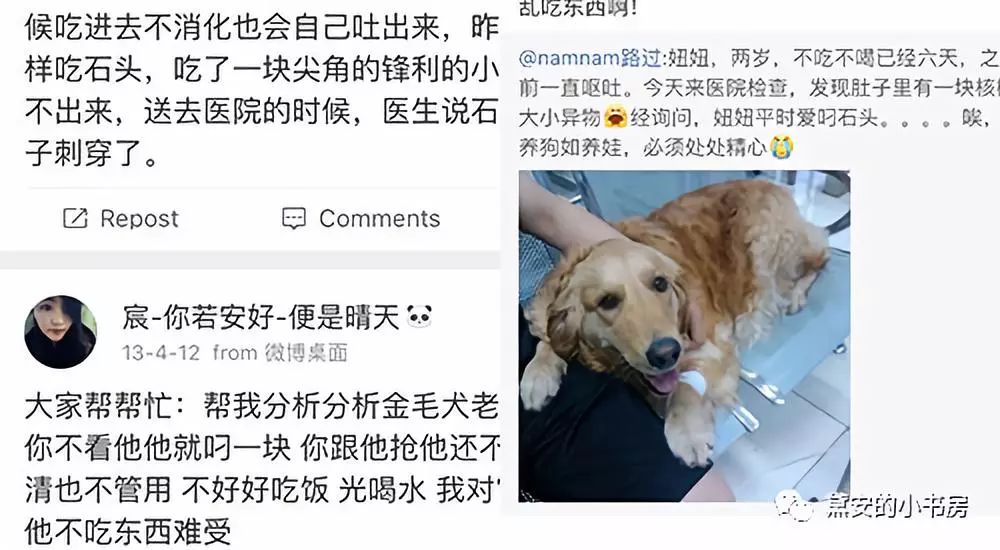 大金毛吞了一块抹布七天不吃东西,金毛吞了一个塑料球