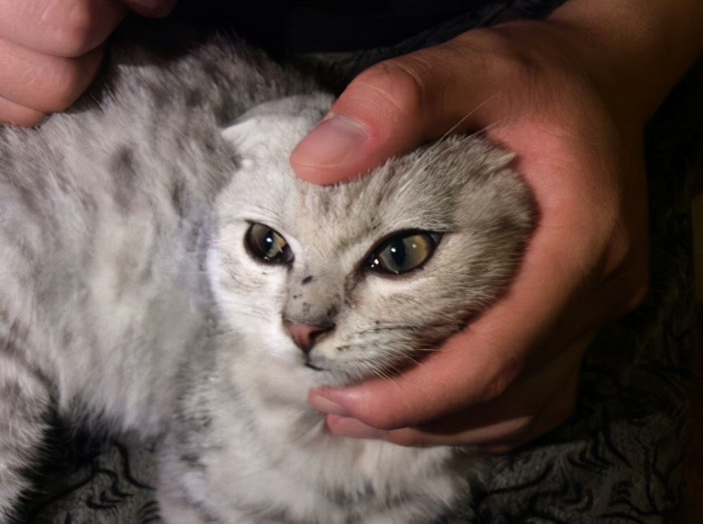 英短银渐层猫咪泪痕,英短泪痕变色毛发怎么处理