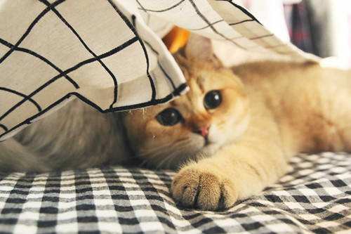 小猫得了猫鼻支用什么药,小猫得了猫鼻支大猫吃什么