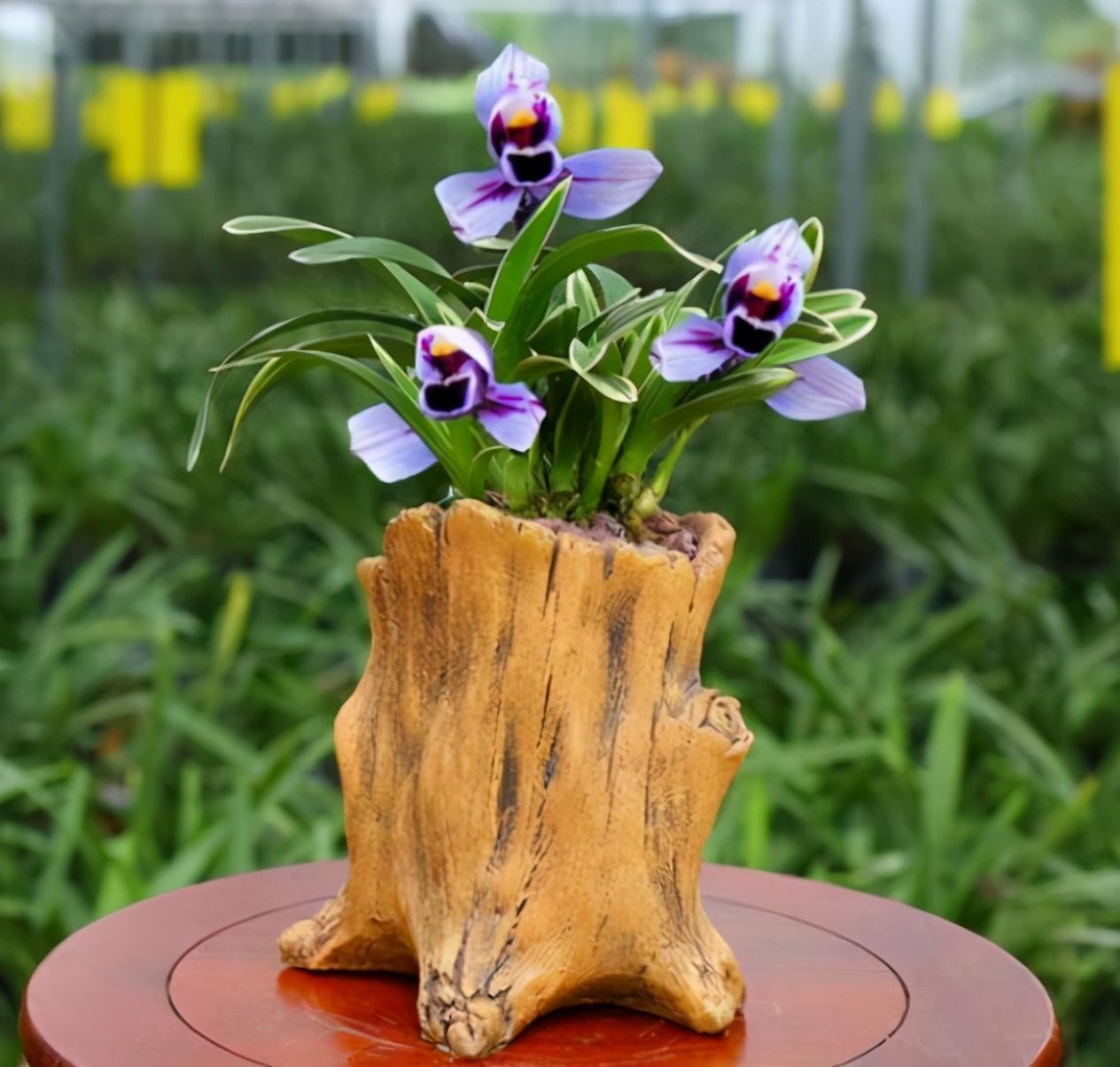 怎样养月季花茶花,最好养的月季茶花