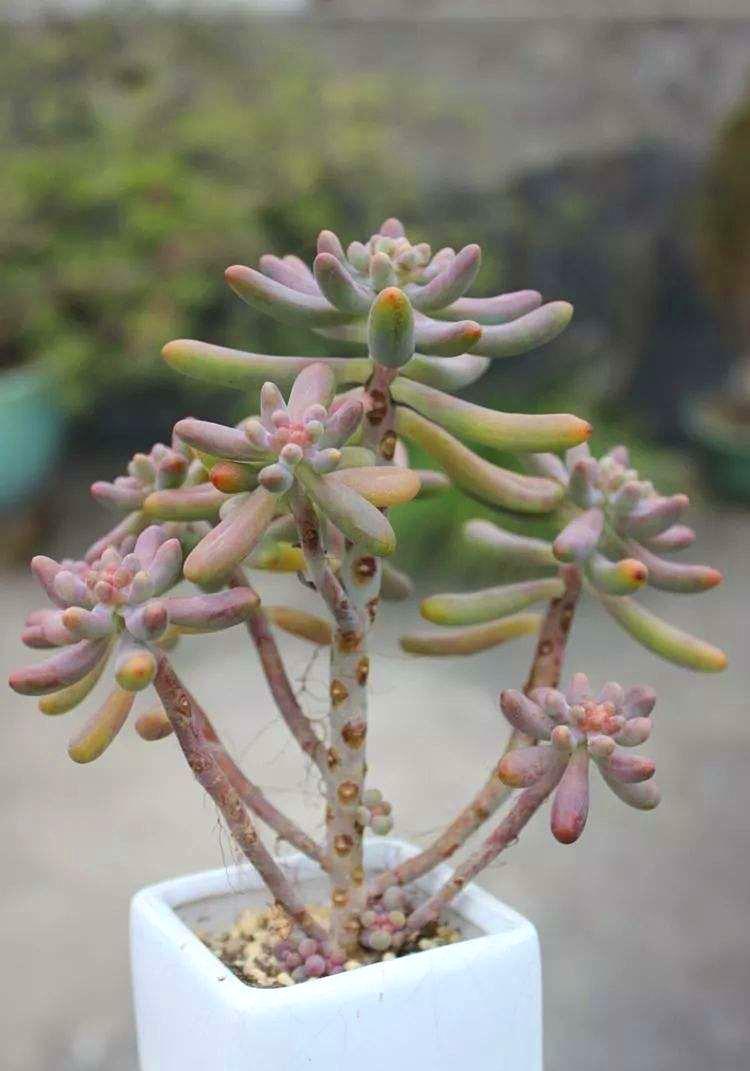 多肉长了小白虫喷白醋,多肉长了小白虫可以用花露水吗