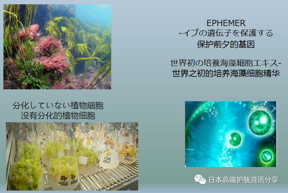 日本dds海洋面膜,推荐使用的韩国面膜