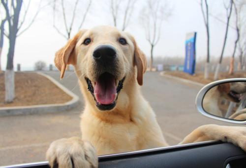 缺钙的金毛毛发好不好,金毛缺钙有哪些明显特征