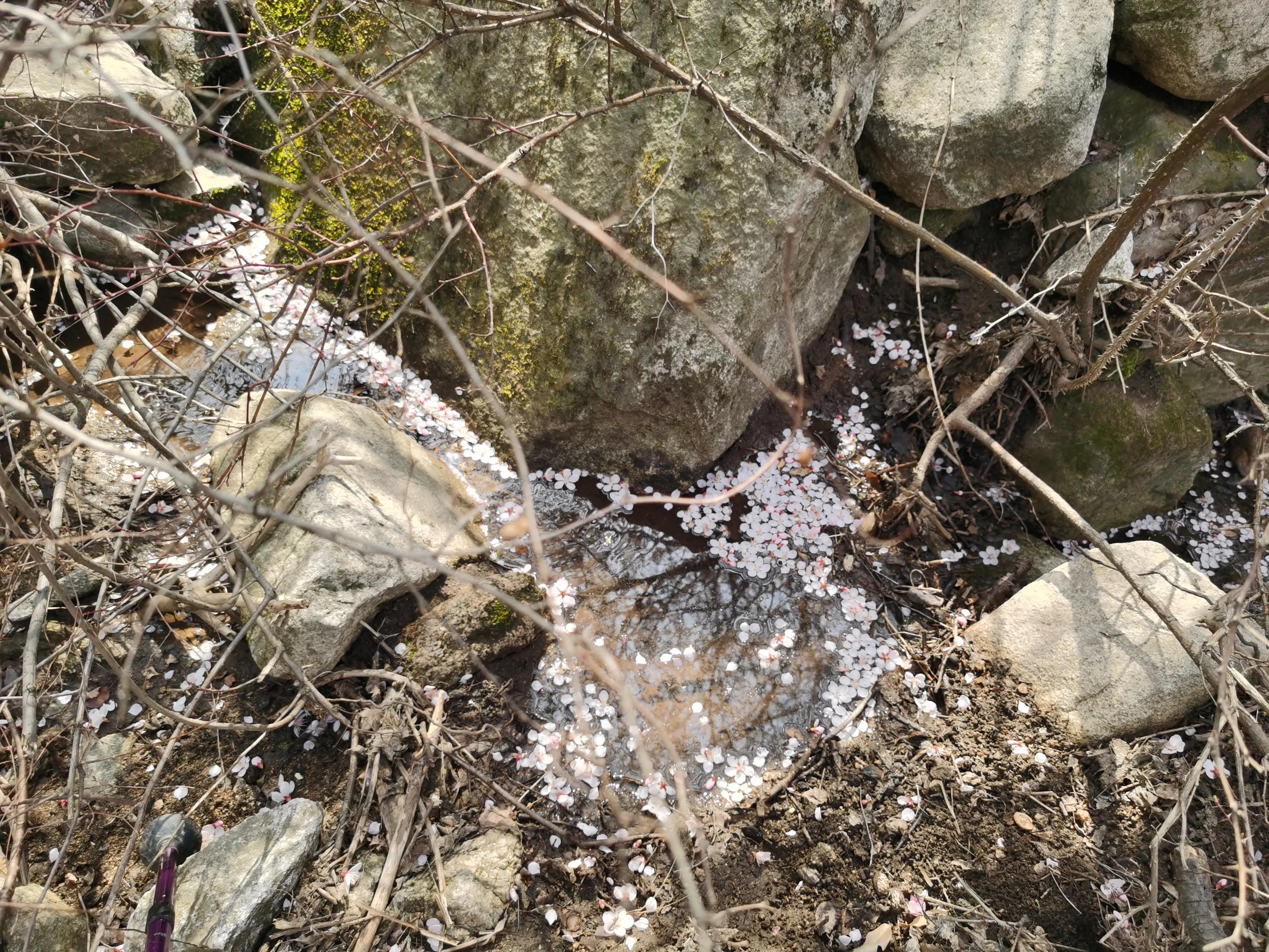 桃花依旧笑春风散文,关于桃花依旧笑春风的散文
