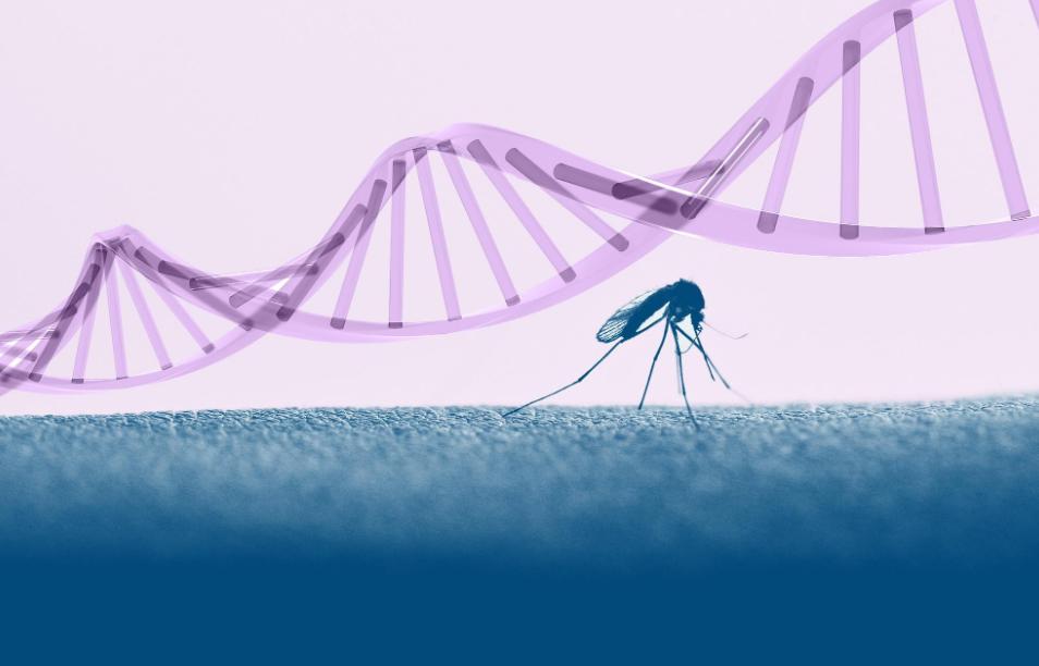 基因蚊,基因武器消灭蚊子