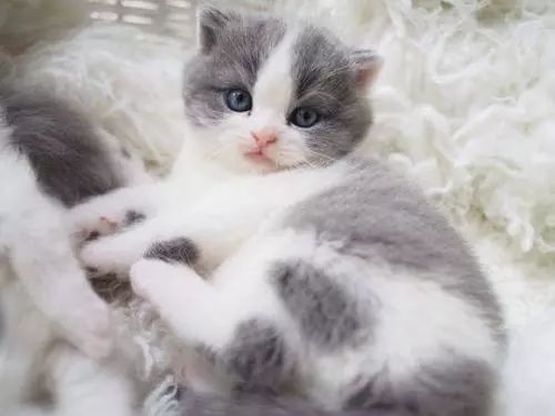 幼猫打疫苗和驱虫可以同时进行吗,猫猫驱虫和打疫苗可以同时进行吗