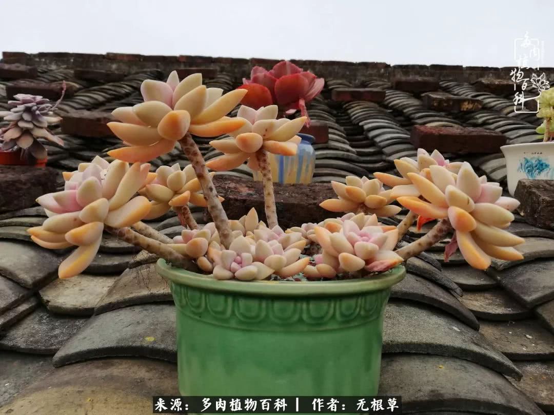 多肉寒冬中茁壮成长,多肉岁月的沉淀