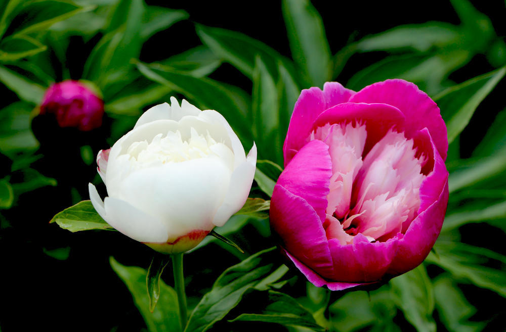 天热养什么植物好养,能在家养的芍药花的养护方法