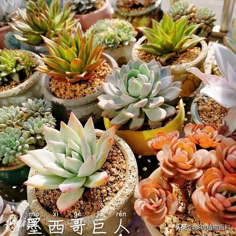 包邮区多肉度夏养护心得,阳台党养多肉怎么度夏